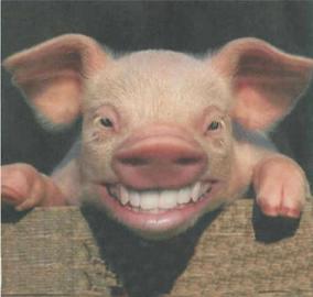 smiling_pig12445-vi
