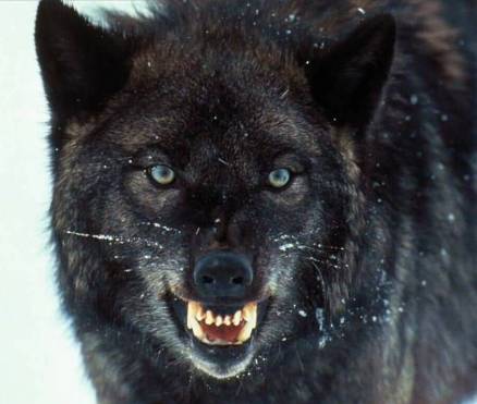 Grigio "The Grey One" Would Miraculously Appear Whenever Danger Lurked Too Close To Saint Bosco.