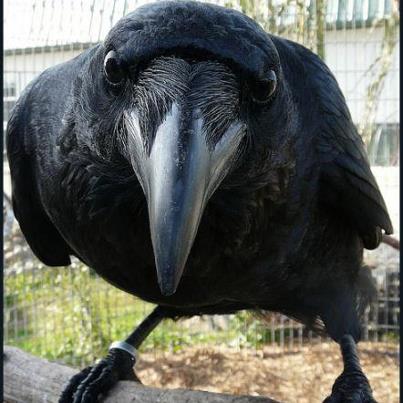 599490_430584736961654_1510165763_n