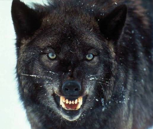 Grigio ~ Saint Bosco's Miraculous Protector From Heaven.