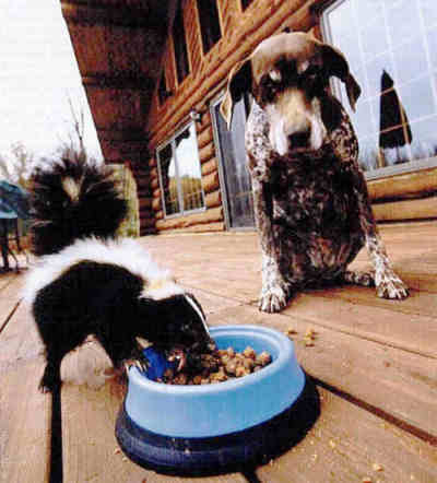 dog skunk neighbor