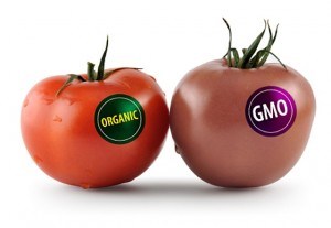 tomato gmo