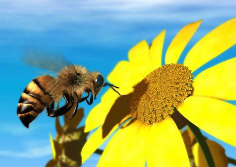 The Endangered Honey Bee! Which Would Endanger Mankind!