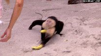 monkey steal banana gif