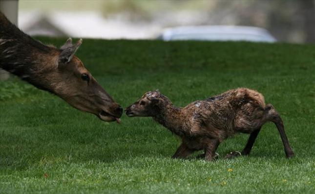 elk calf