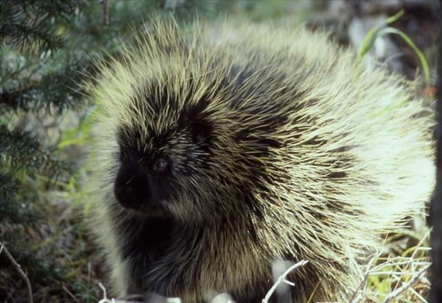porcupine