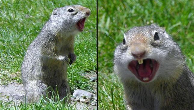 ground squirrel