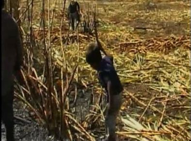 Coca-Cola Lobby's Child Labor In Their Suppliers.