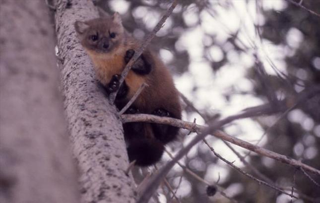 pine marten