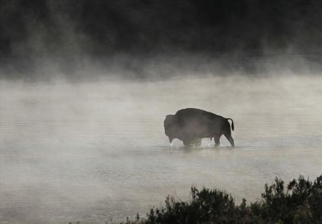buffalo