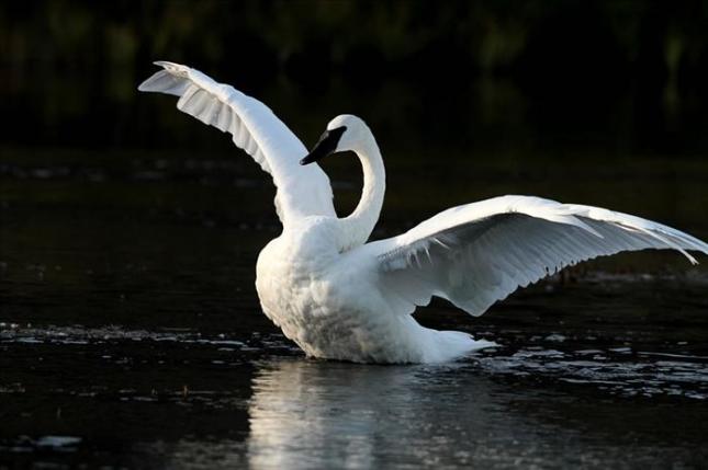 swan
