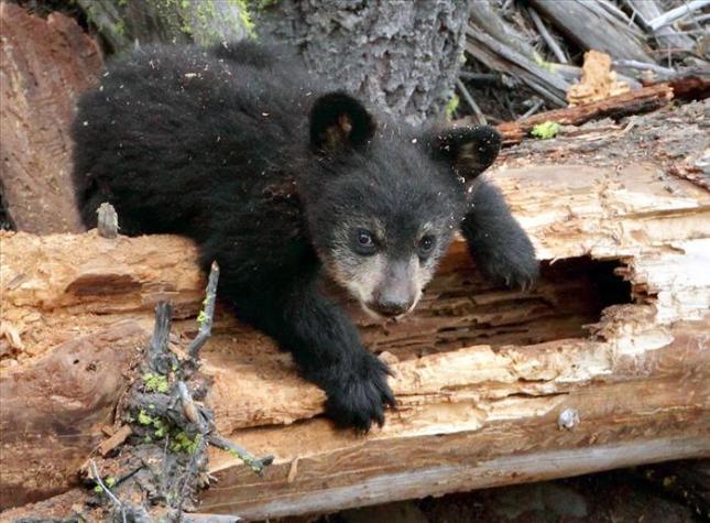 bear cub