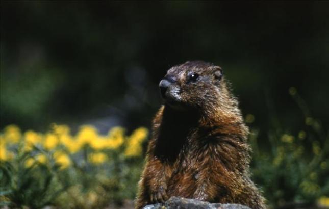 marmot