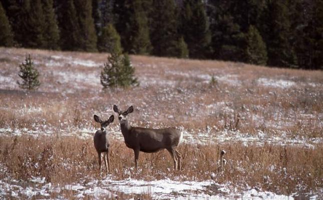 mule deer