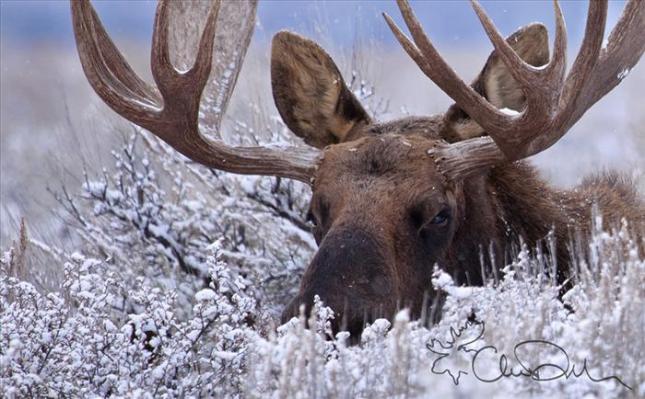 moose
