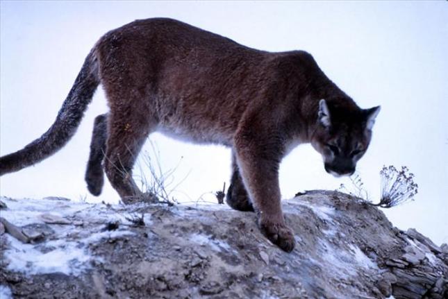 mountain lion
