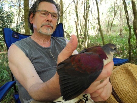 Memphis Zoo Curator Herb Roberts takes data on a white-throated ground dove in Saipan, Mariana Islands 