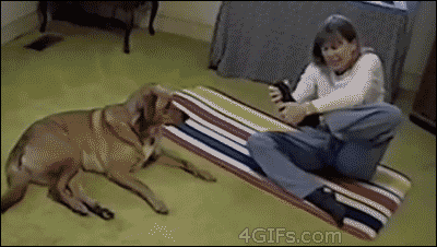 dog gif
