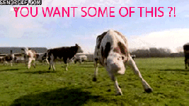 cow gif