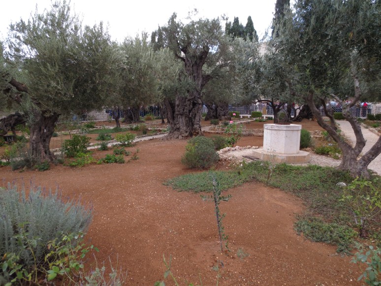 The Garden of Gethsemene, at the base of theMt. of Olives, where Jesus prayed on Thursday night with his disciples (and where they fell asleep).