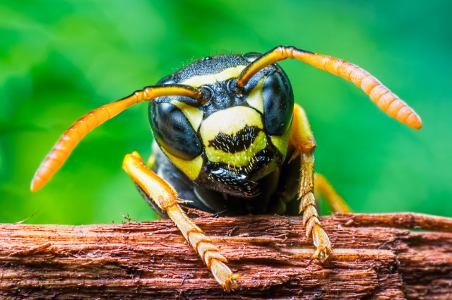 brazilian wasp