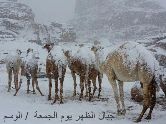Snowing In Egypt
